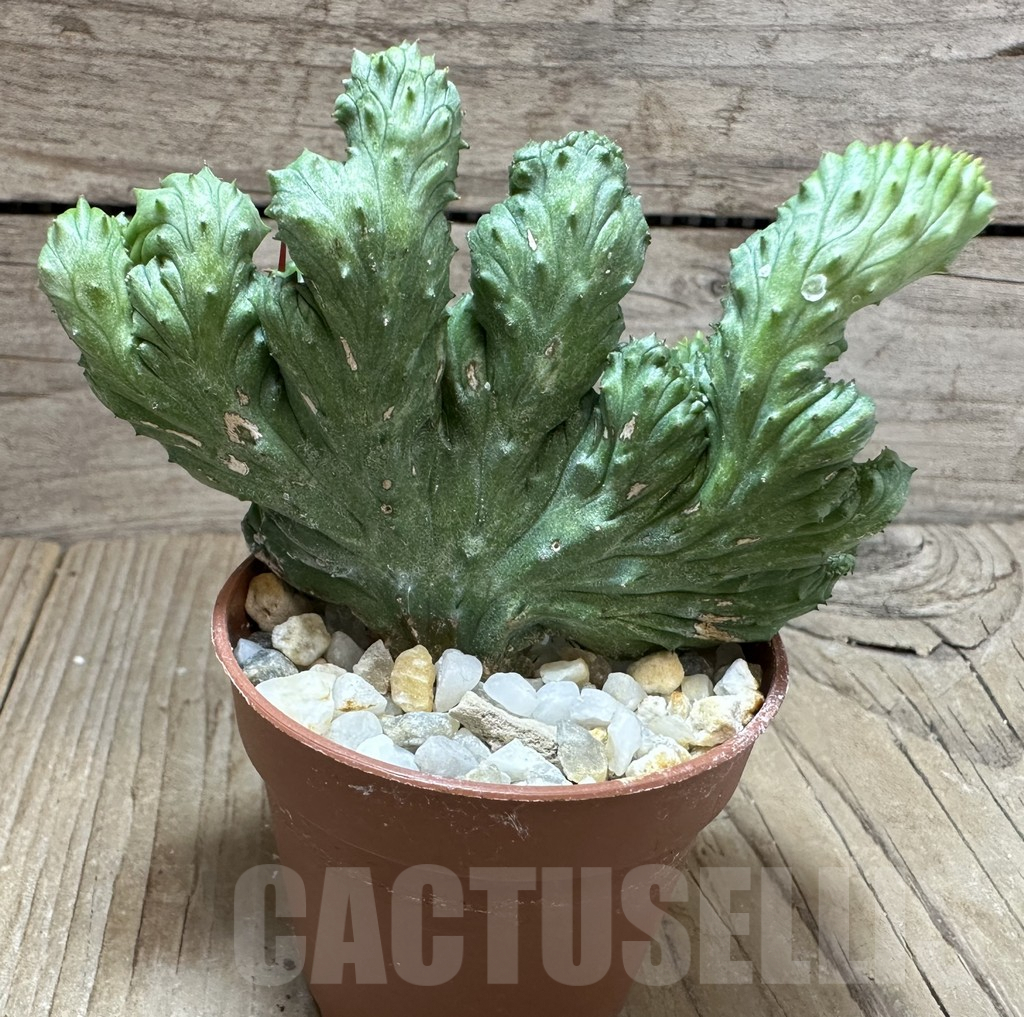 SHPR32324 Euphorbia enopla f. cristata - Image 2