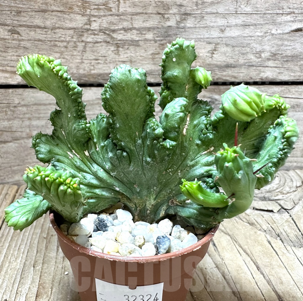 SHPR32324 Euphorbia enopla f. cristata