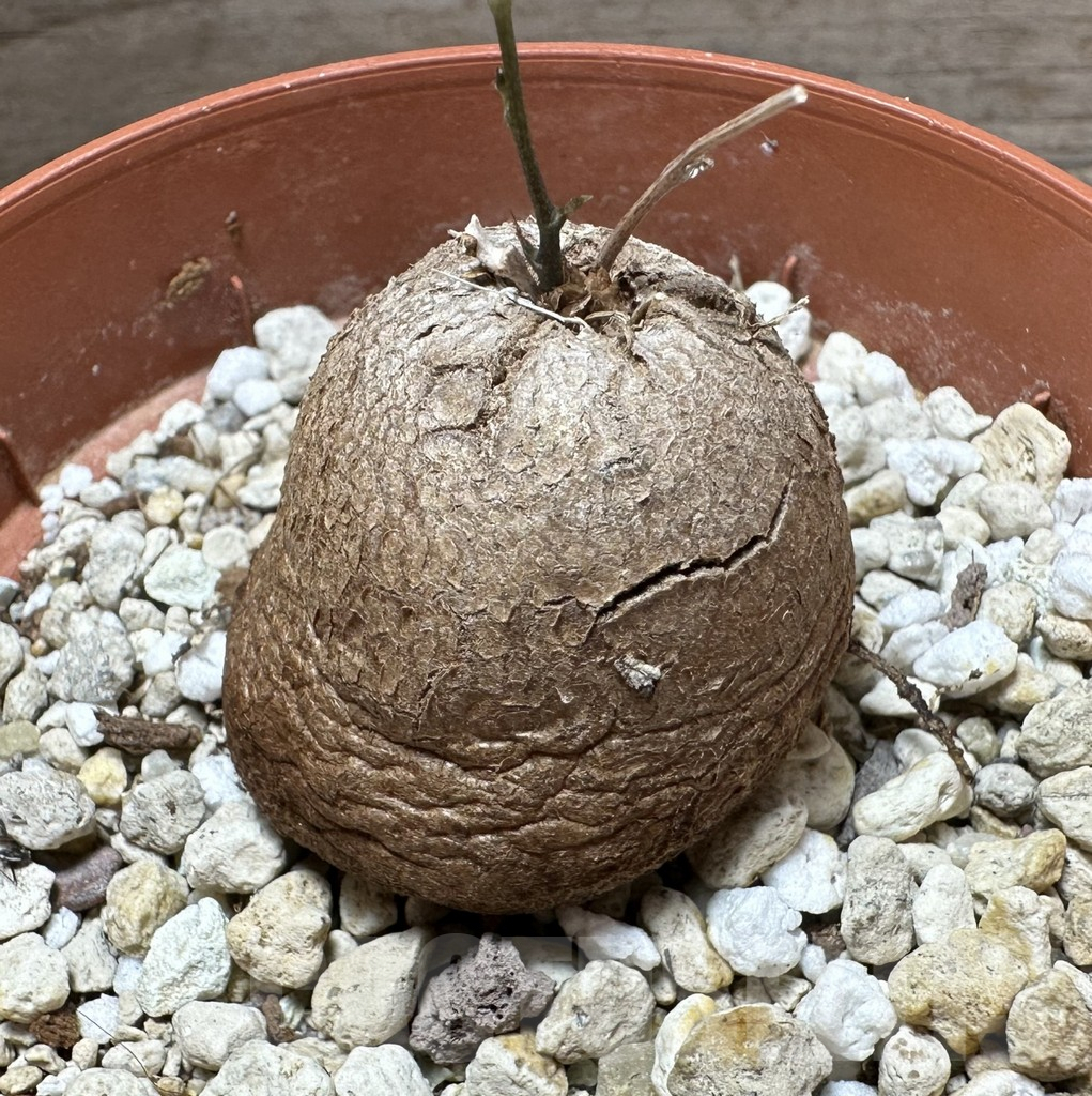 SHPR32325 Dioscorea elephantipes