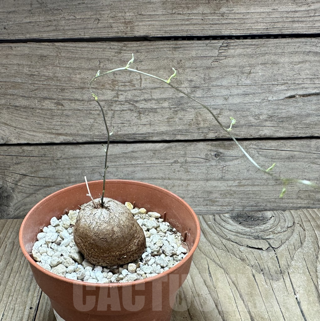 SHPR32325 Dioscorea elephantipes – Image 2