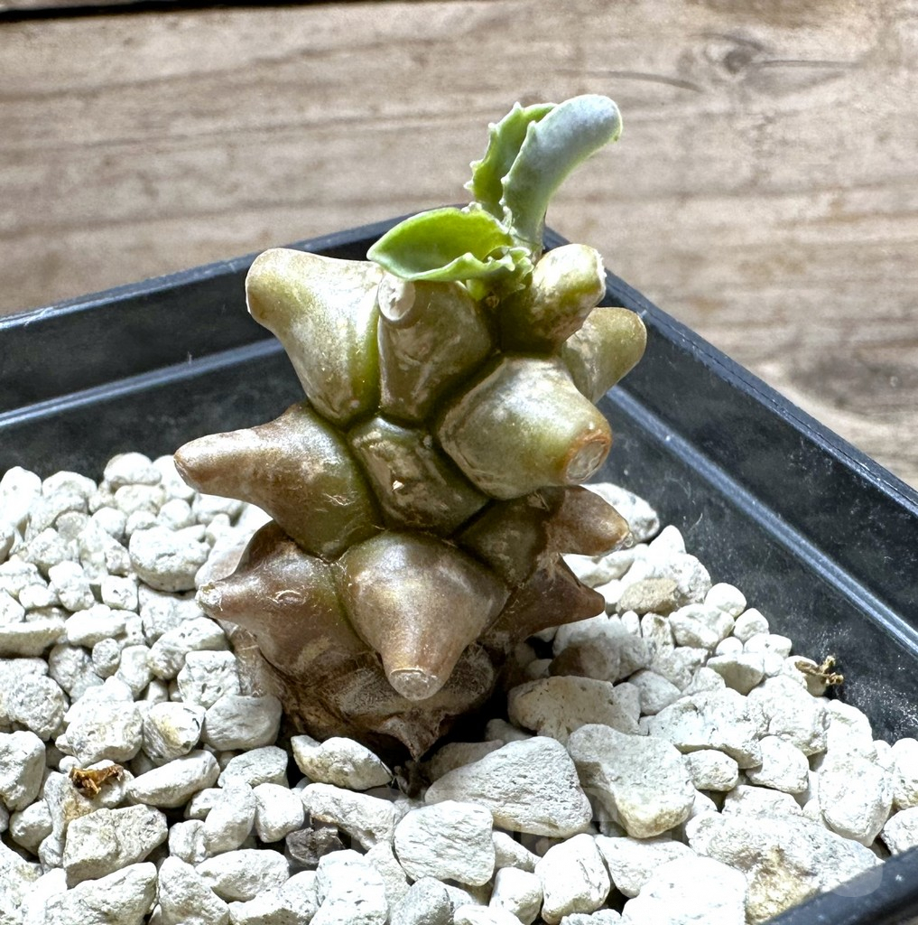 SHPR32326 Othonna herrei – Image 2