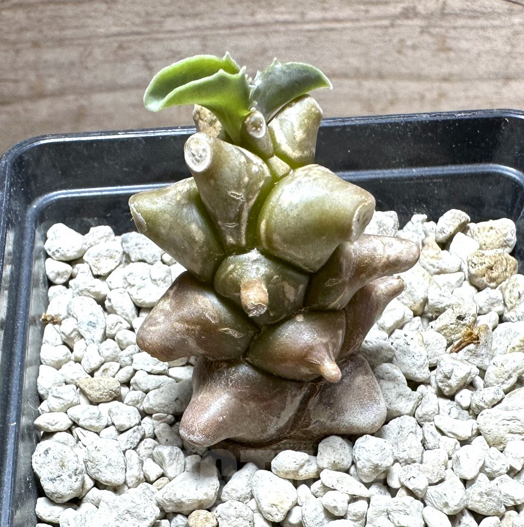 SHPR32326 Othonna herrei