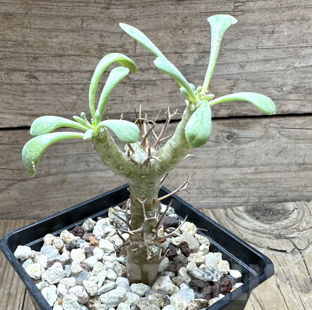 SHPR32327 Othonna euphorbioides