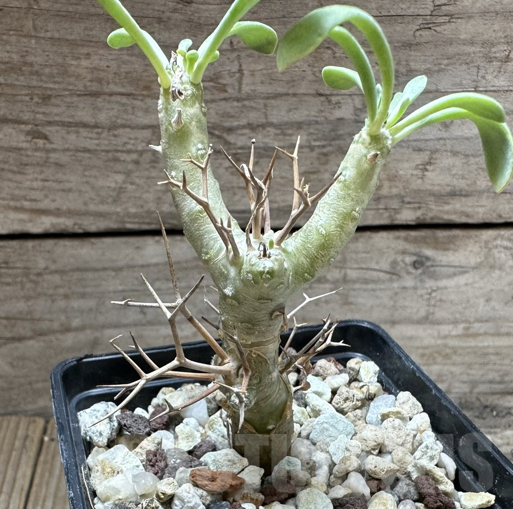 SHPR32327 Othonna euphorbioides - Image 2