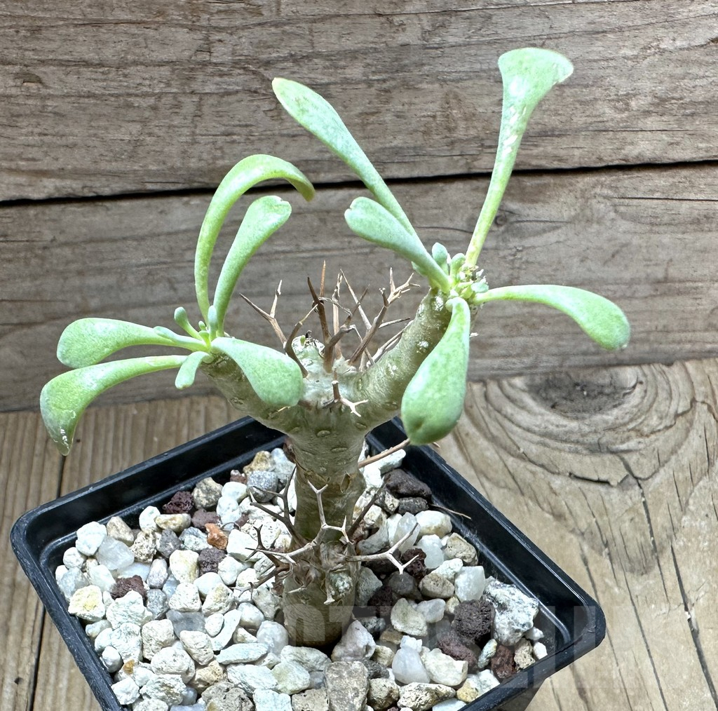 SHPR32327 Othonna euphorbioides - Image 3