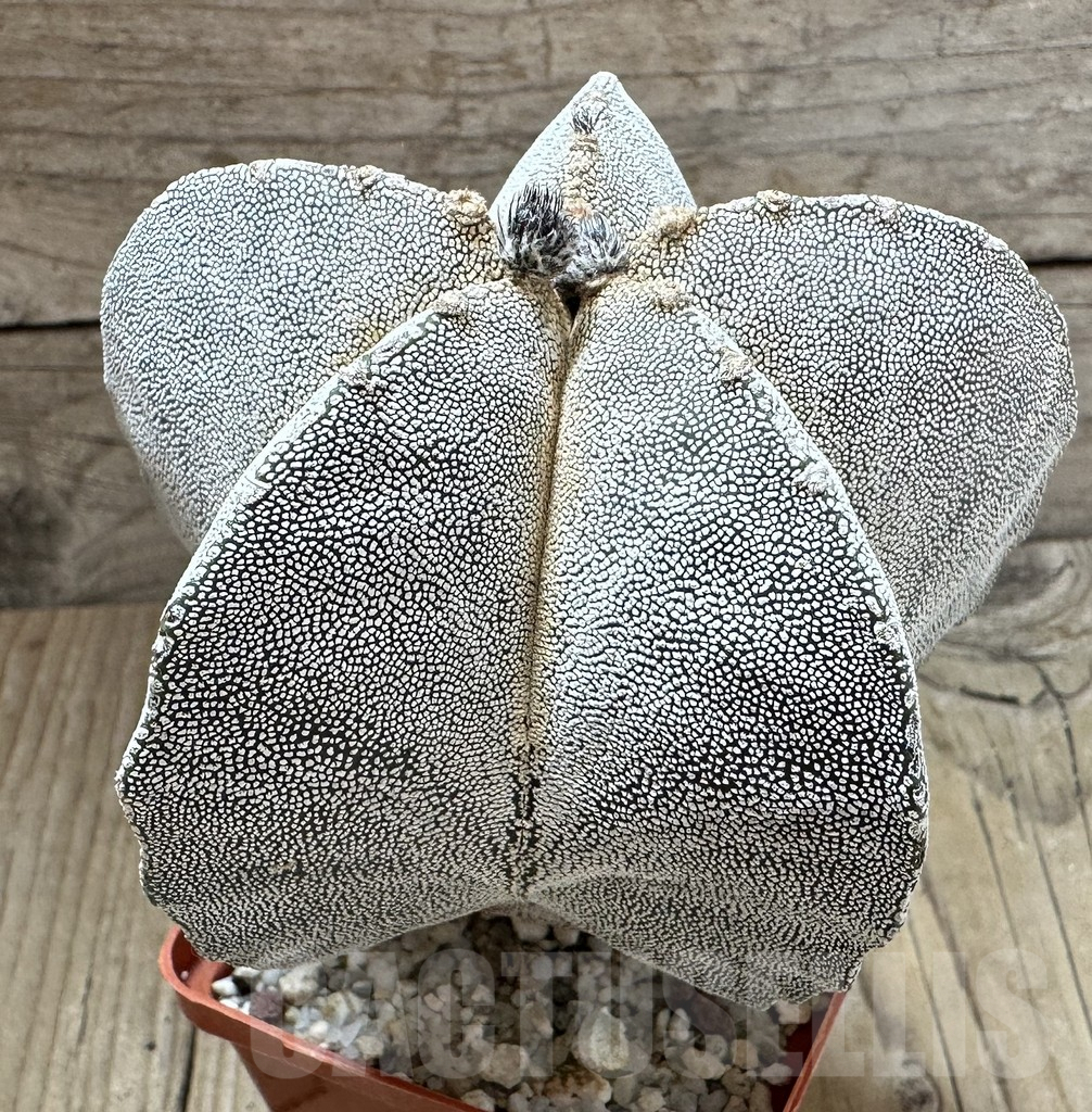 SHPR32328 Astrophytum myriostigma ‘Onzuka’ old 15 years - Image 2