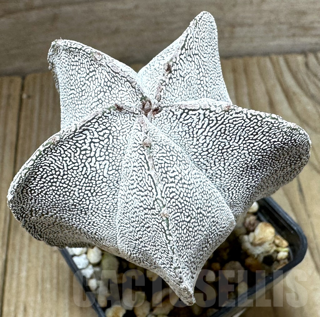 SHPR32329 Astrophytum myriostigma ‘Onzuka’