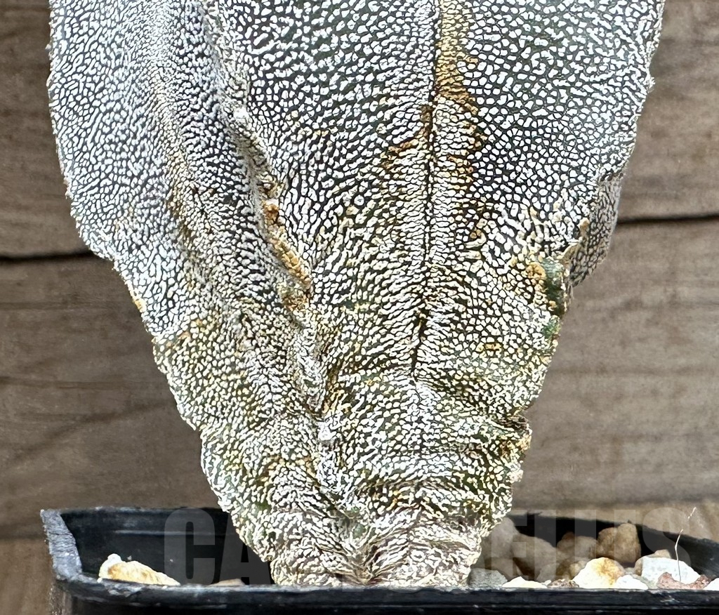 SHPR32329 Astrophytum myriostigma ‘Onzuka’ - Image 2