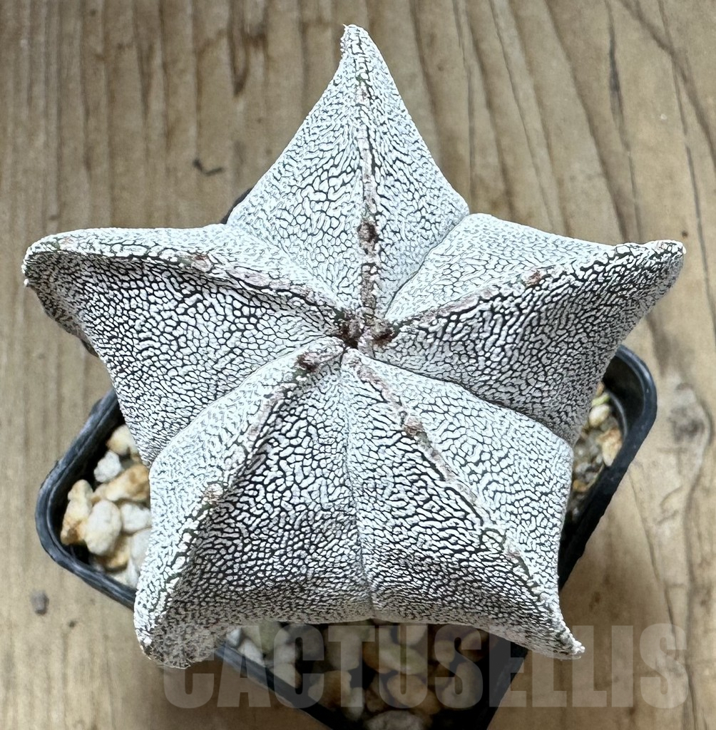 SHPR32329 Astrophytum myriostigma ‘Onzuka’ - Image 3