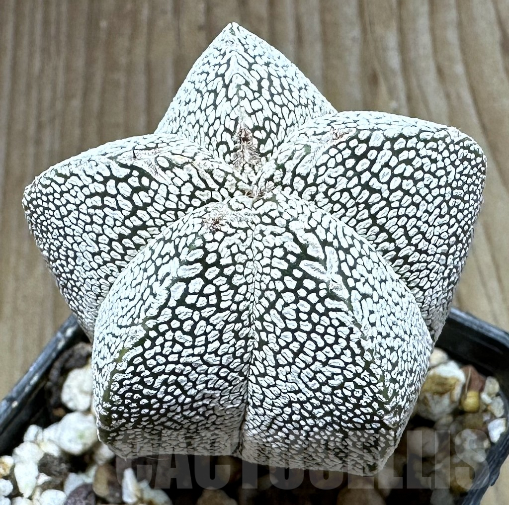 SHPR32330 Astrophytum myriostigma ‘Onzuka’