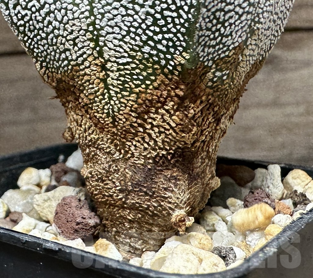 SHPR32330 Astrophytum myriostigma ‘Onzuka’ - immagine 2