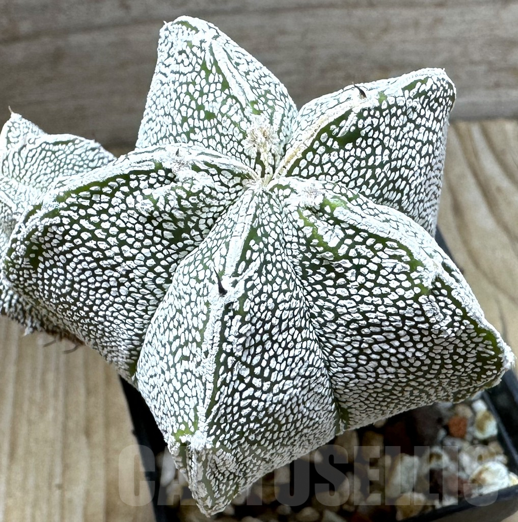 SHPR32331 Astrophytum myriostigma ‘Onzuka’
