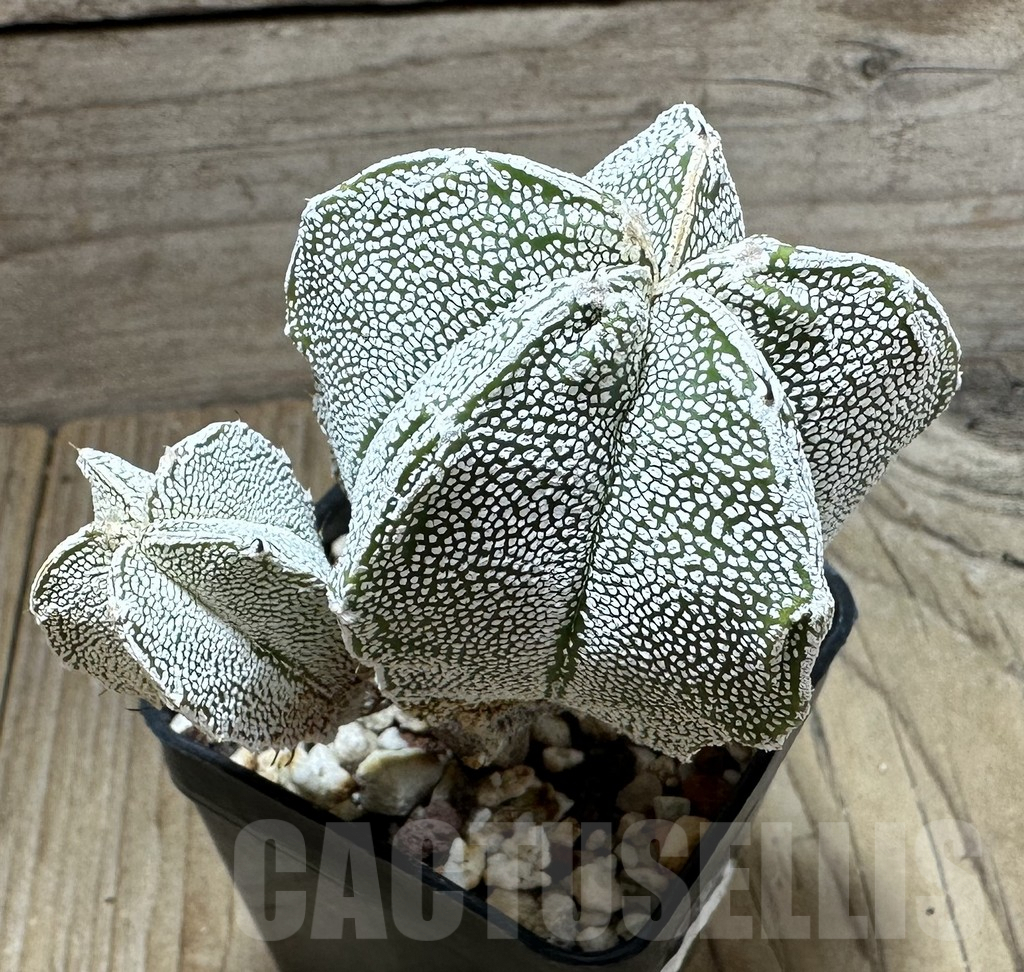 SHPR32331 Astrophytum myriostigma ‘Onzuka’ - immagine 2