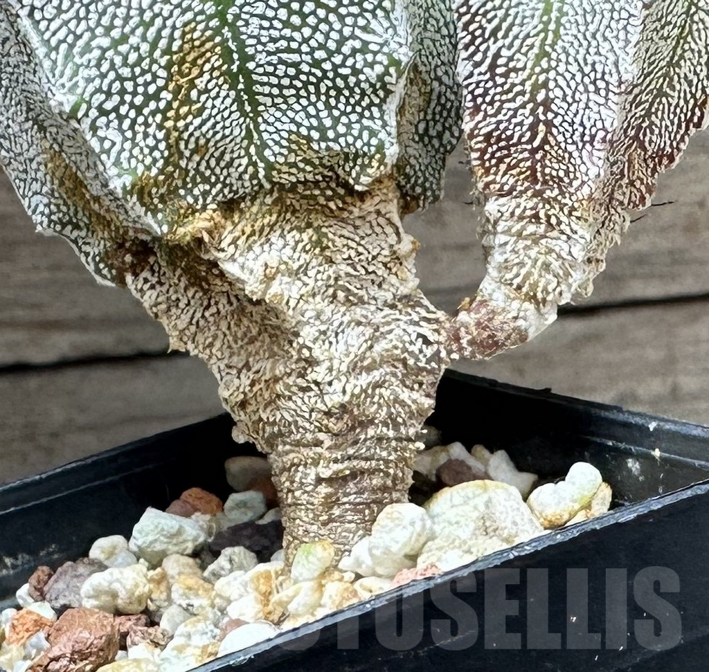SHPR32331 Astrophytum myriostigma ‘Onzuka’ - immagine 3
