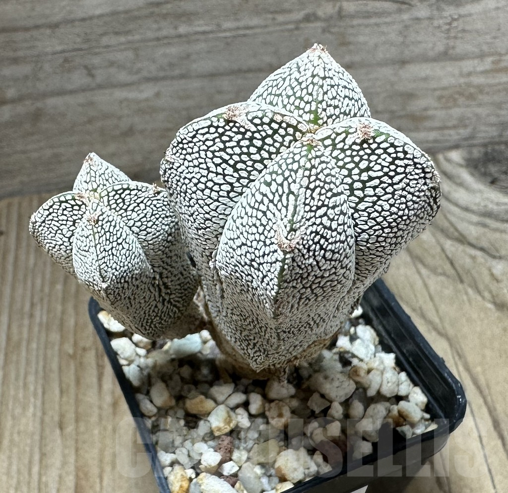 SHPR32333 Astrophytum myriostigma ‘Onzuka’ v. quadricostatum - immagine 2