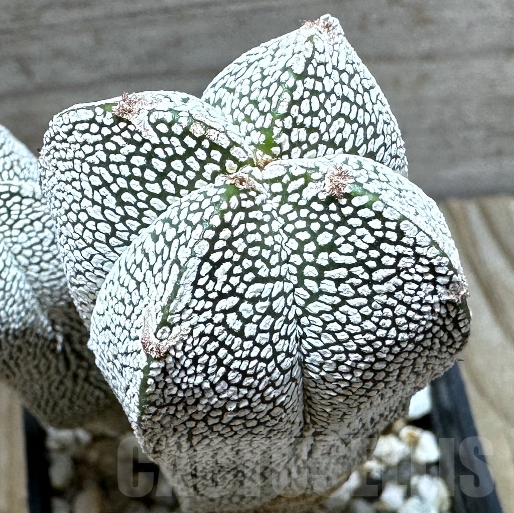 SHPR32333 Astrophytum myriostigma ‘Onzuka’ v. quadricostatum