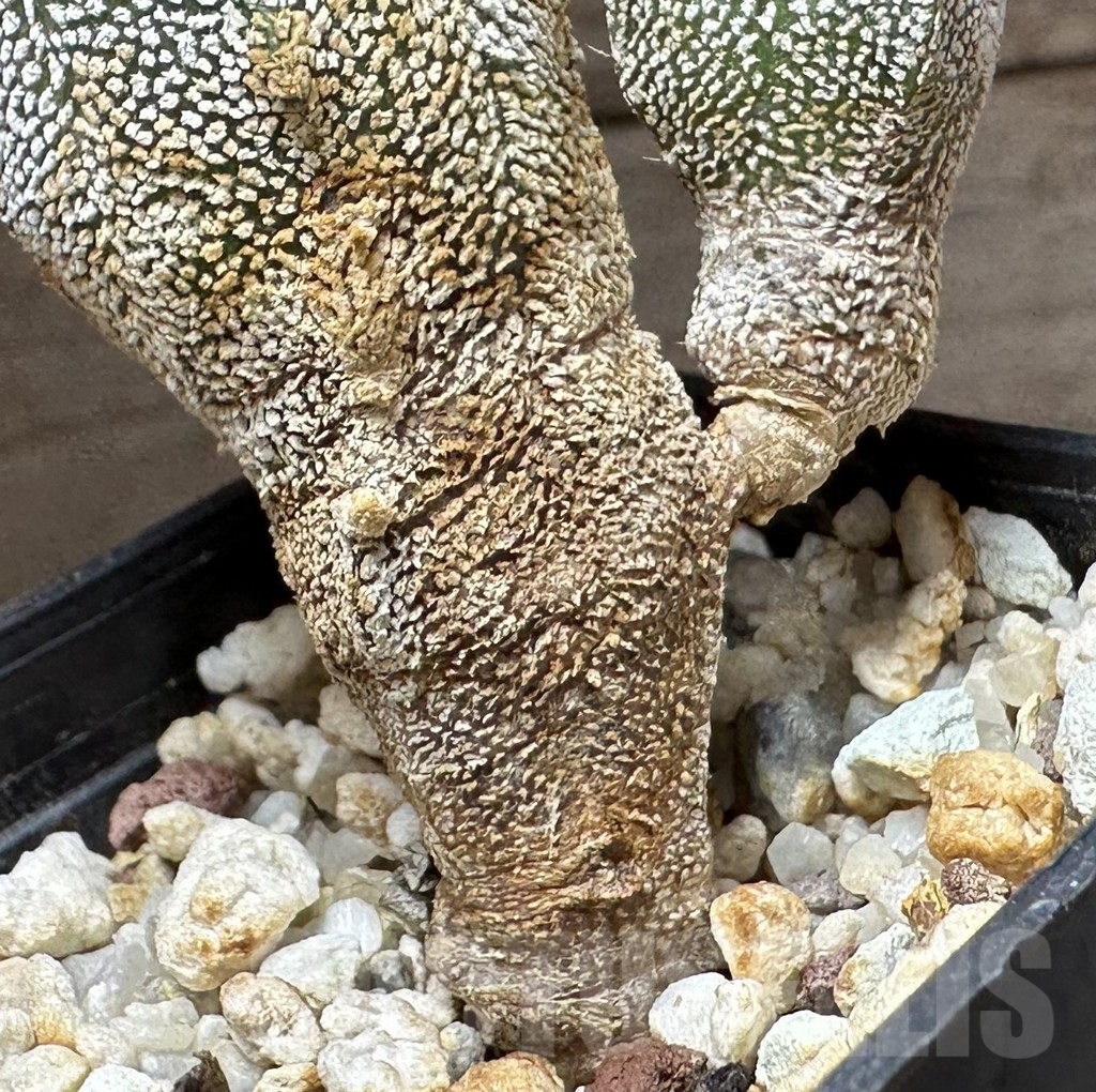 SHPR32333 Astrophytum myriostigma ‘Onzuka’ v. quadricostatum - immagine 3