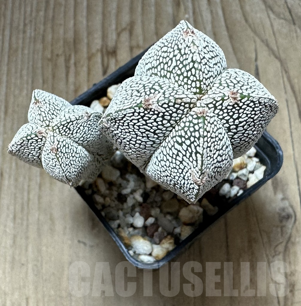 SHPR32333 Astrophytum myriostigma ‘Onzuka’ v. quadricostatum - immagine 4