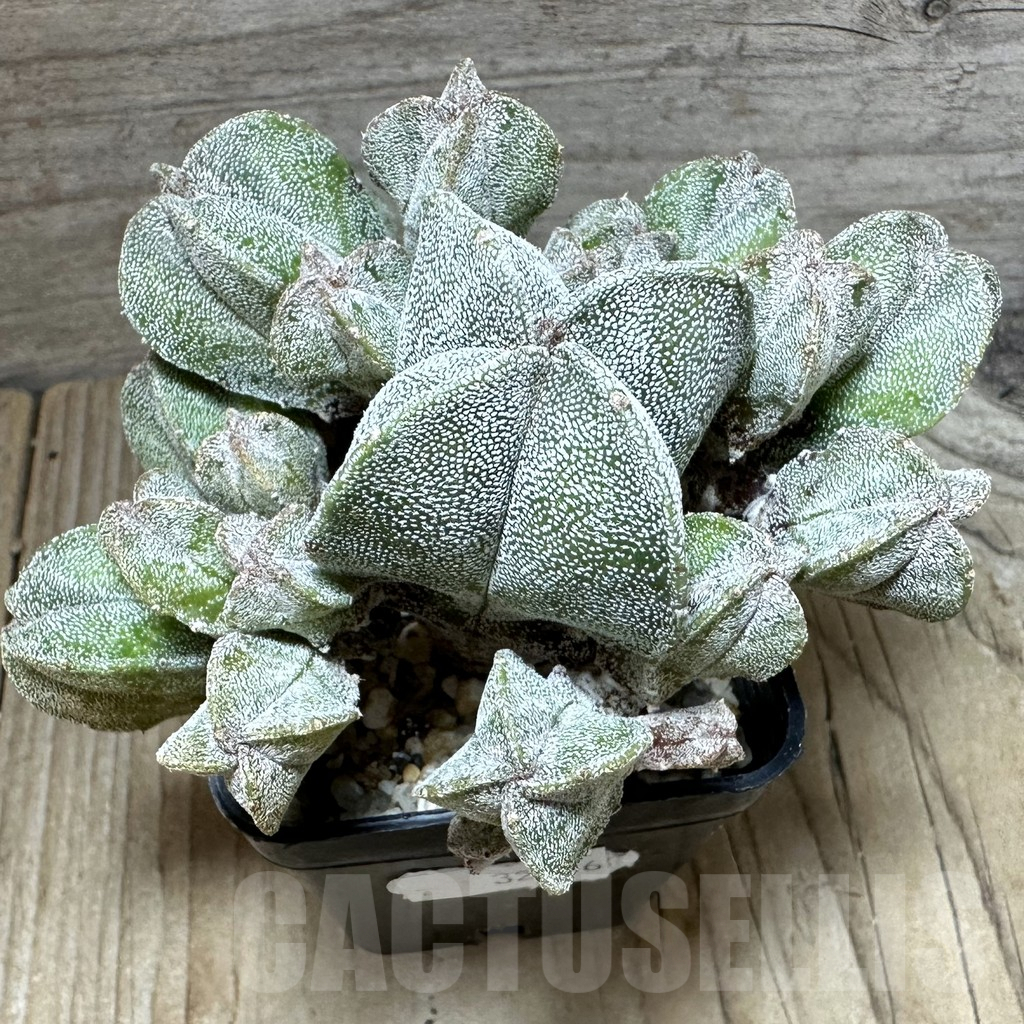 SHPR32336 Astrophytum myriostigma hybrid f. caespitosa - Image 2