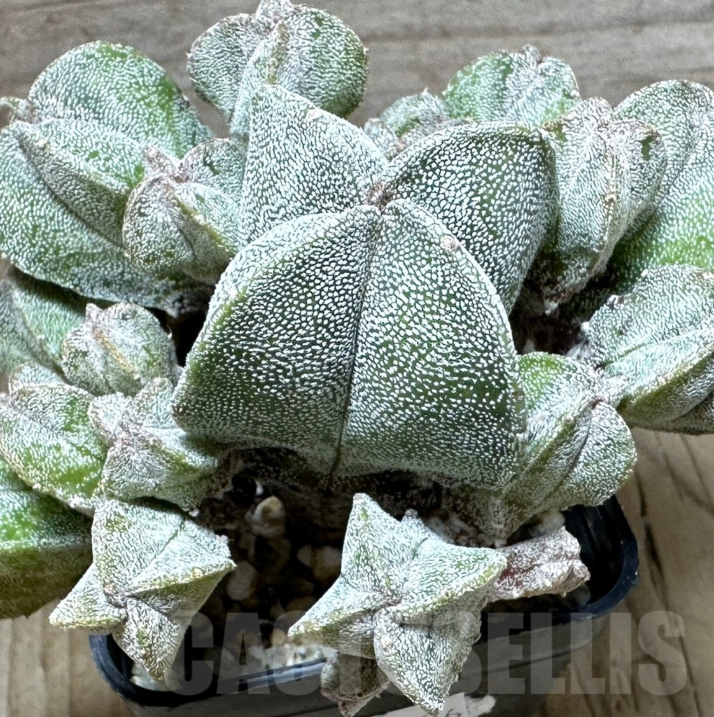 SHPR32336 Astrophytum myriostigma hybrid f. caespitosa