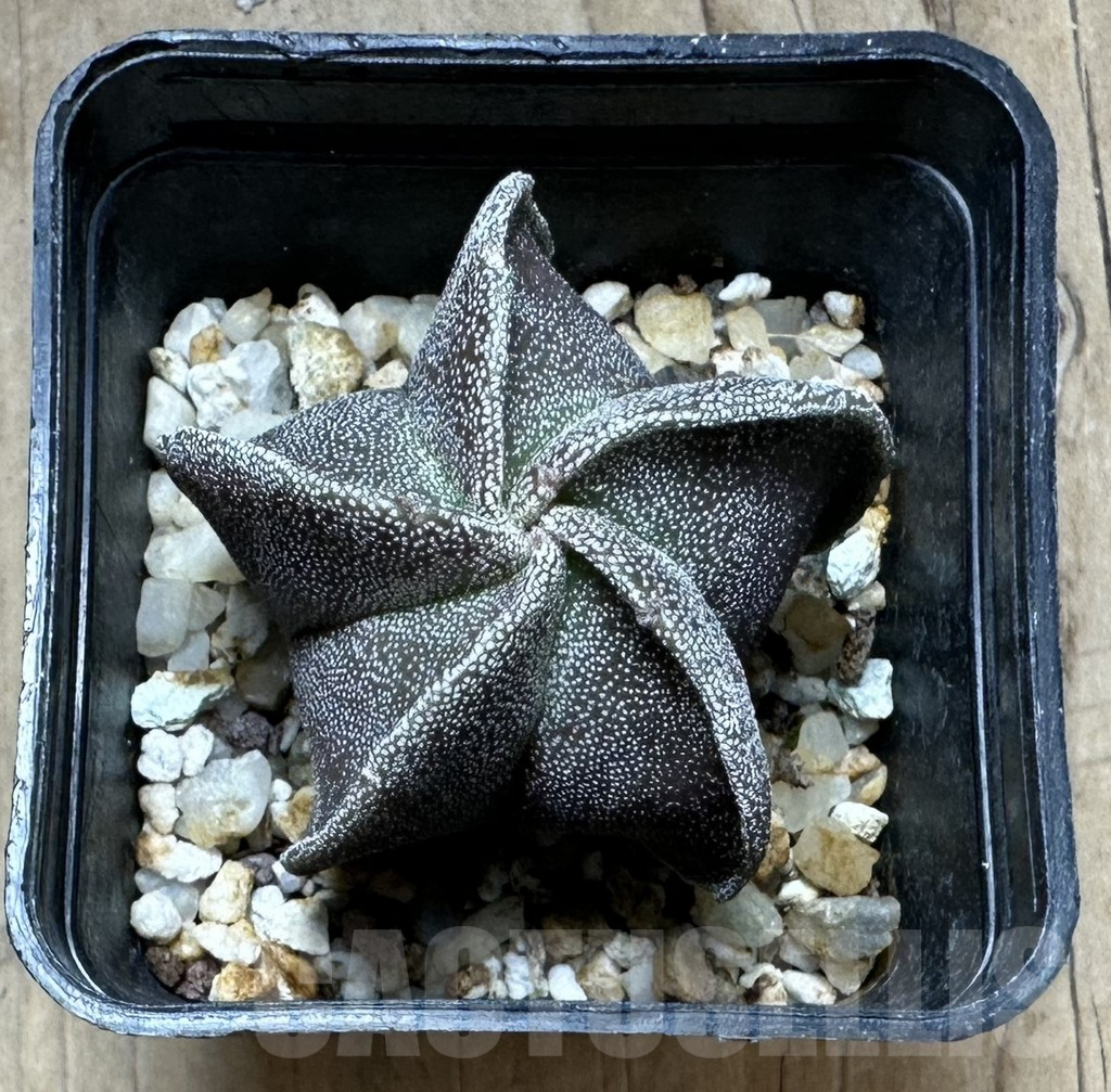 SHPR32338 Astrophytum myriostigma 'Purple Body' - Image 2