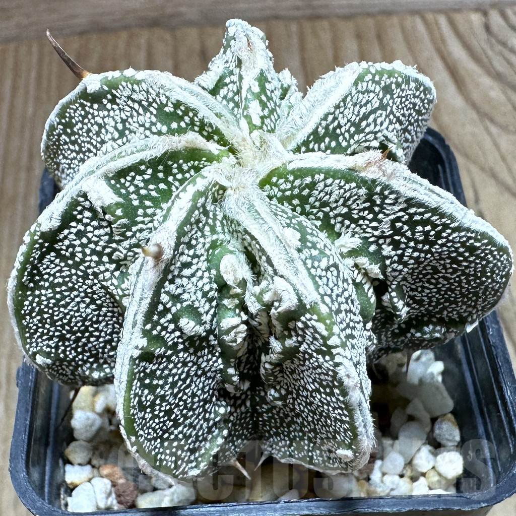 SHPR32348 Astrophytum myriostigma ‘Fukuryu’