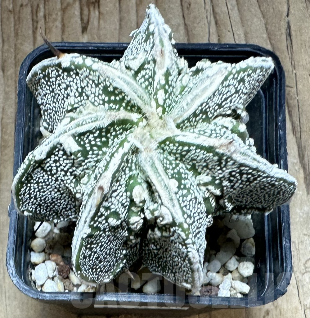SHPR32348 Astrophytum myriostigma ‘Fukuryu’ - Image 2