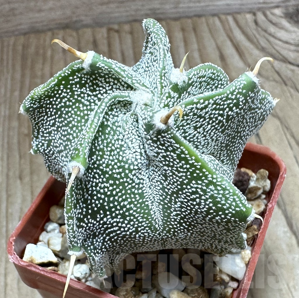 SHPR32349 Astrophytum ornatum hybrid