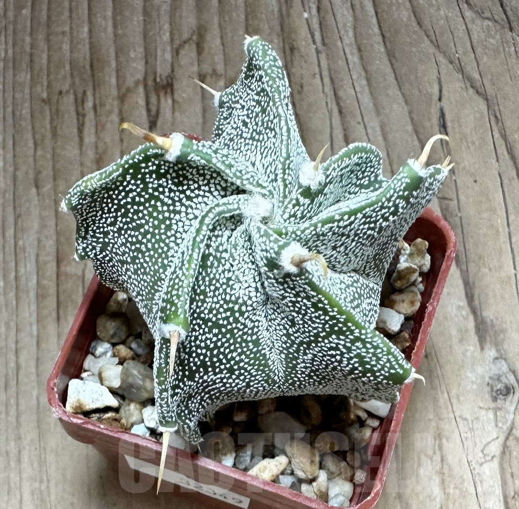 SHPR32349 Astrophytum ornatum hybrid - Image 2