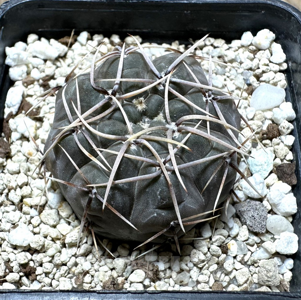 SHPR32360 Gymnocalycium borthii ssp. nogolense VG 411