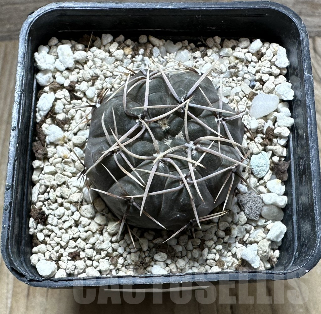 SHPR32360 Gymnocalycium borthii ssp. nogolense VG 411 - Image 2
