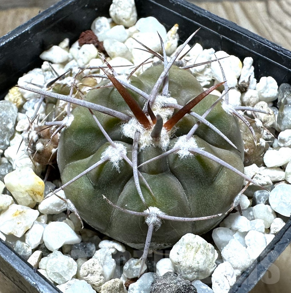 SHPR32362 Gymnocalycium castellanosii v. bozsingianum KH 371