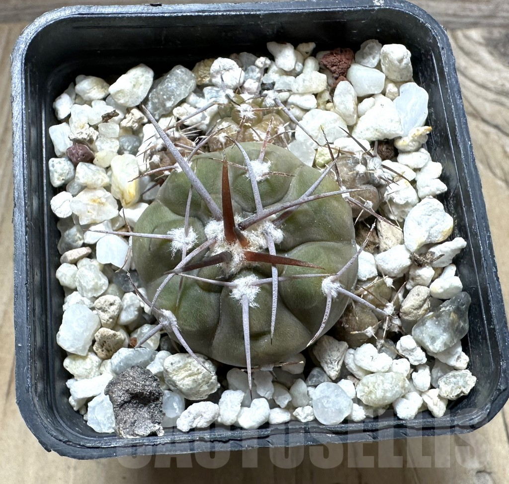 SHPR32362 Gymnocalycium castellanosii v. bozsingianum KH 371 - immagine 2
