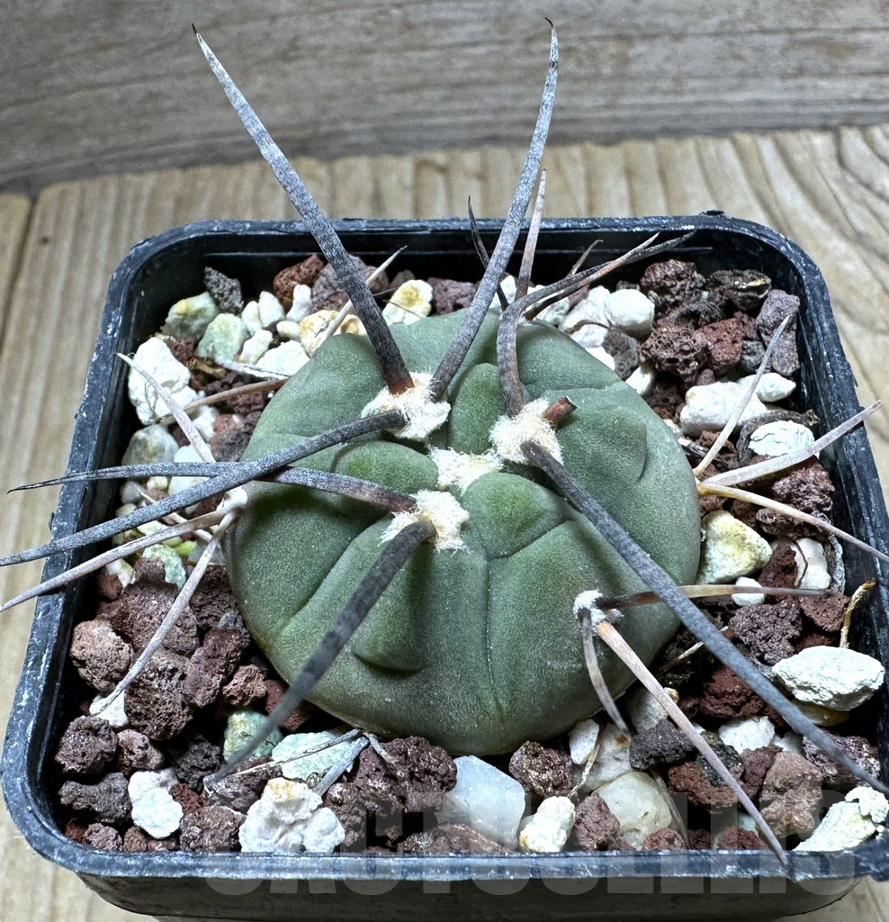 SHPR32363 Gymnocalycium spegazzinii ssp. cardenasianum LF 597 -Argentina-