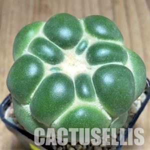 SHPR33540 Coryphantha elephantidens ‘inermis’