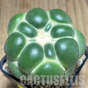 SHPR32777 Coryphantha elephantidens 'inermis'