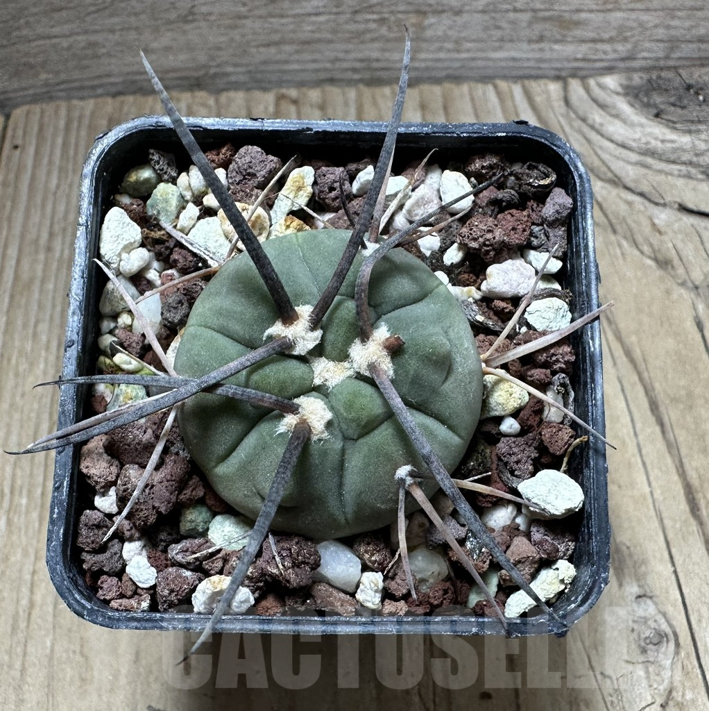 SHPR32363 Gymnocalycium spegazzinii ssp. cardenasianum LF 597 -Argentina- - immagine 2
