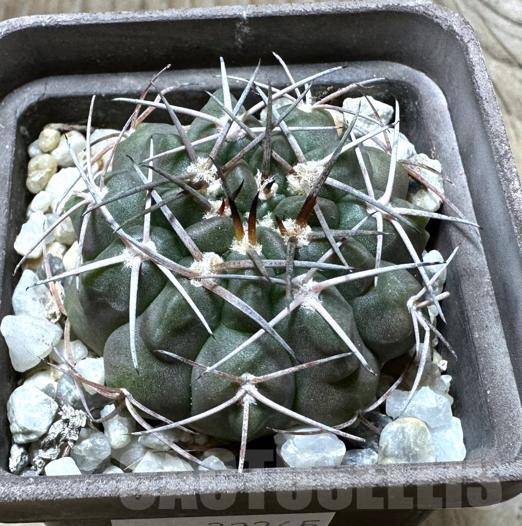 SHPR32365 Gymnocalycium aff. rhodantherum