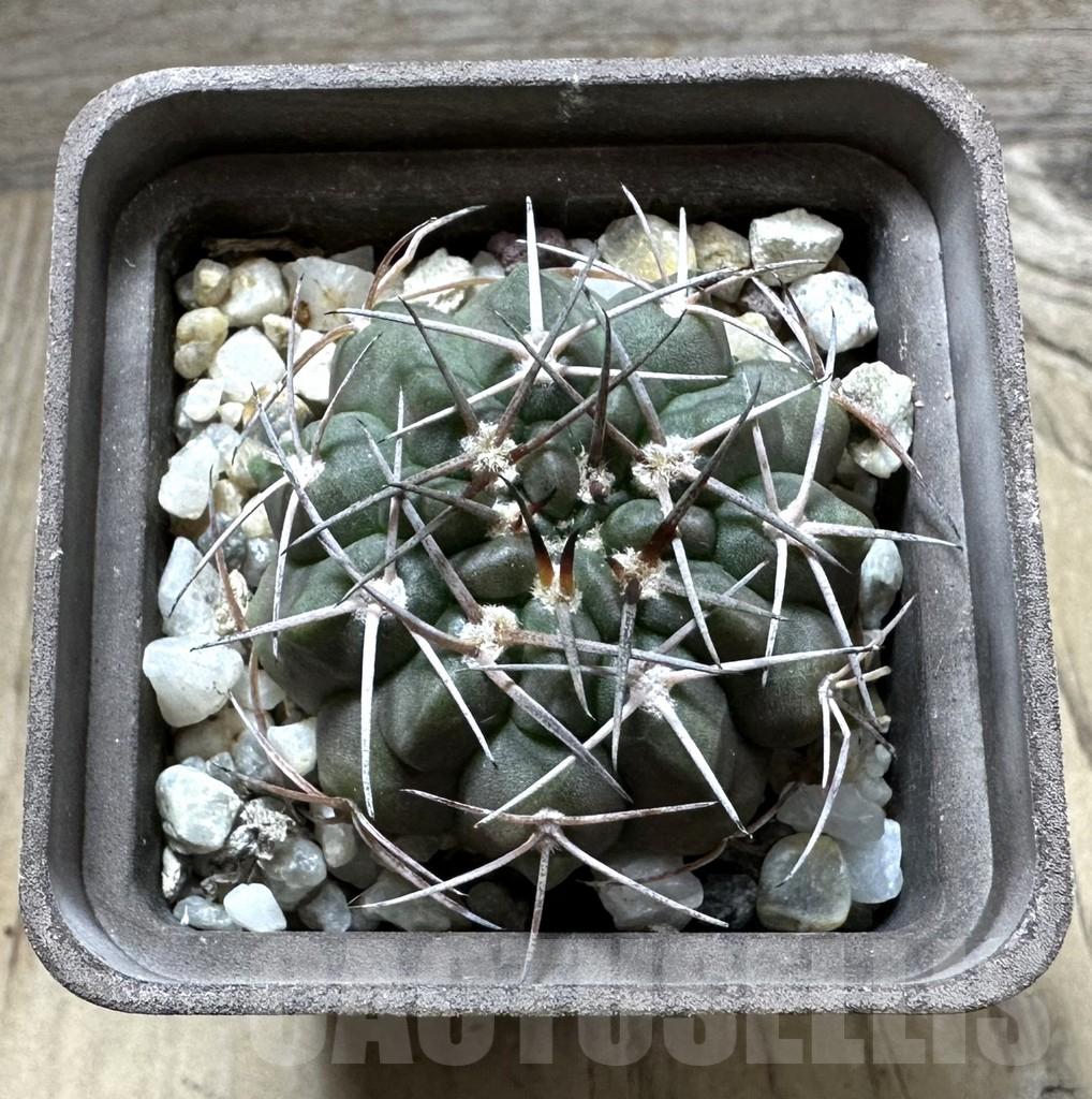 SHPR32365 Gymnocalycium aff. rhodantherum - Зображення 2
