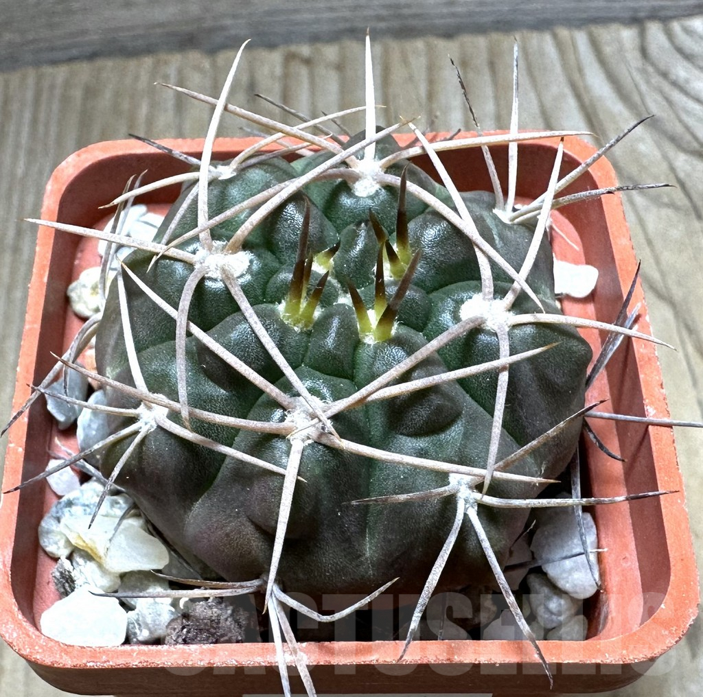 SHPR32366 Gymnocalycium rhodantherum
