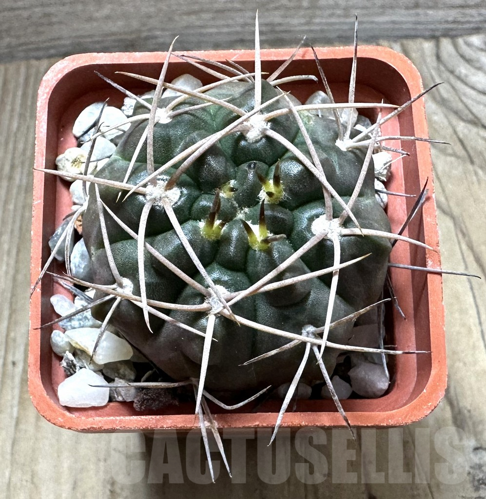 SHPR32366 Gymnocalycium rhodantherum - Зображення 2