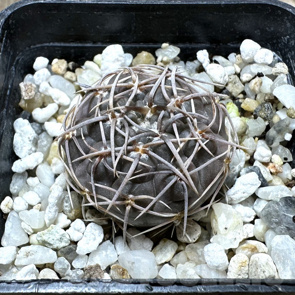 SHPR32367 Gymnocalycium borthii ssp. nogolense VG 412