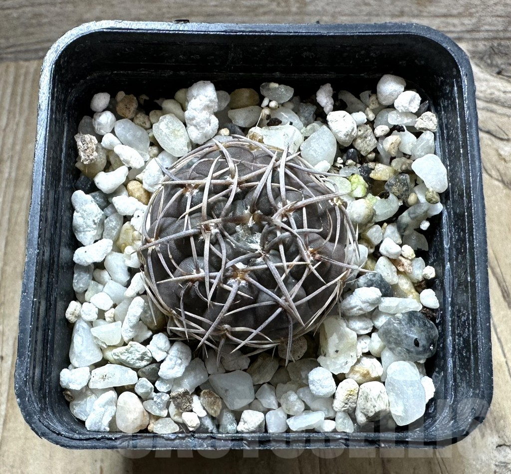 SHPR32367 Gymnocalycium borthii ssp. nogolense VG 412 - immagine 2