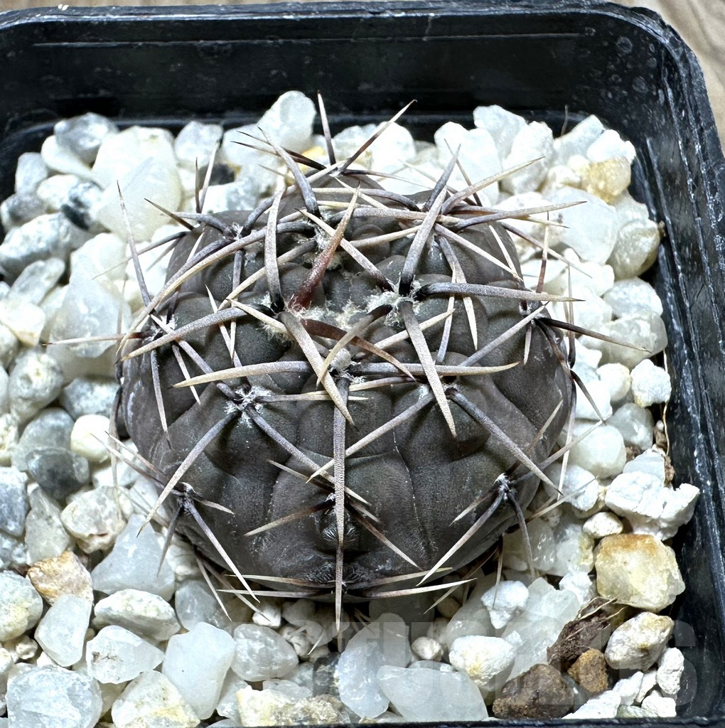 SHPR32369 Gymnocalycium borthii ssp. nogolense VG 412