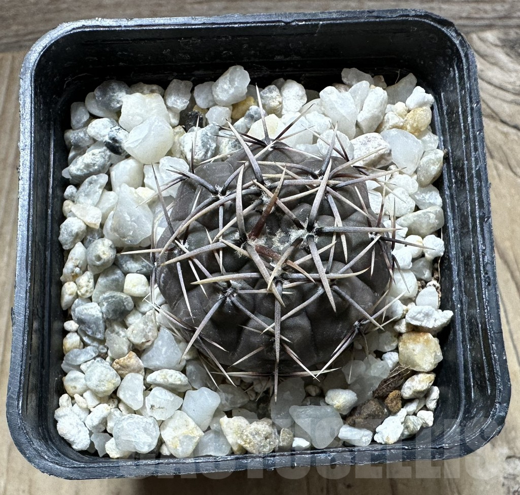 SHPR32369 Gymnocalycium borthii ssp. nogolense VG 412 - immagine 2
