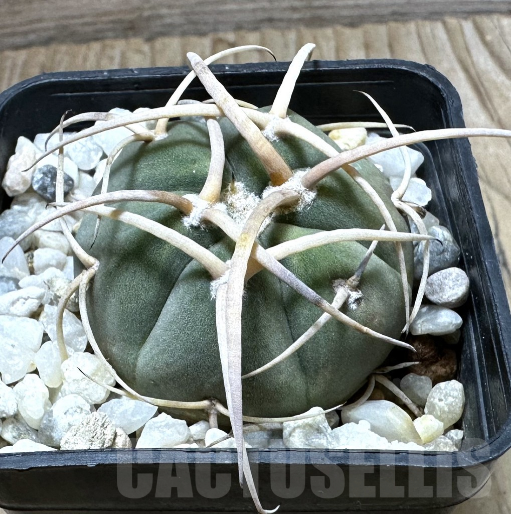 SHPR32375 Gymnocalycium cardenasianum JO 600