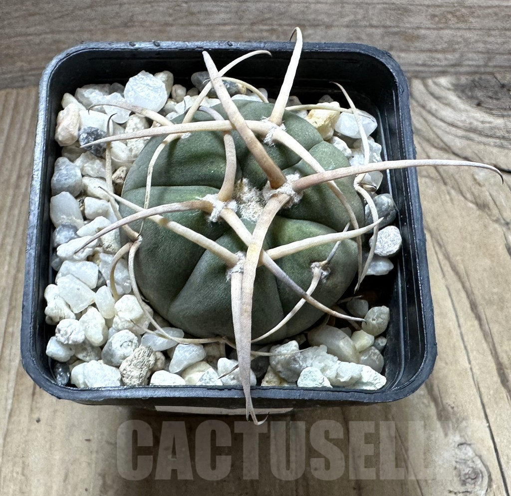 SHPR32375 Gymnocalycium cardenasianum JO 600 - immagine 2