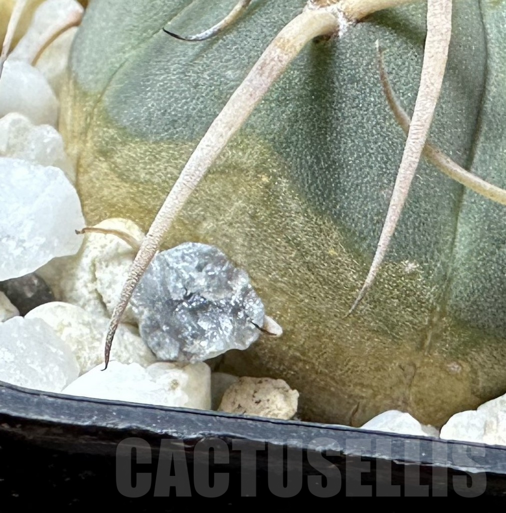 SHPR32375 Gymnocalycium cardenasianum JO 600 - immagine 3