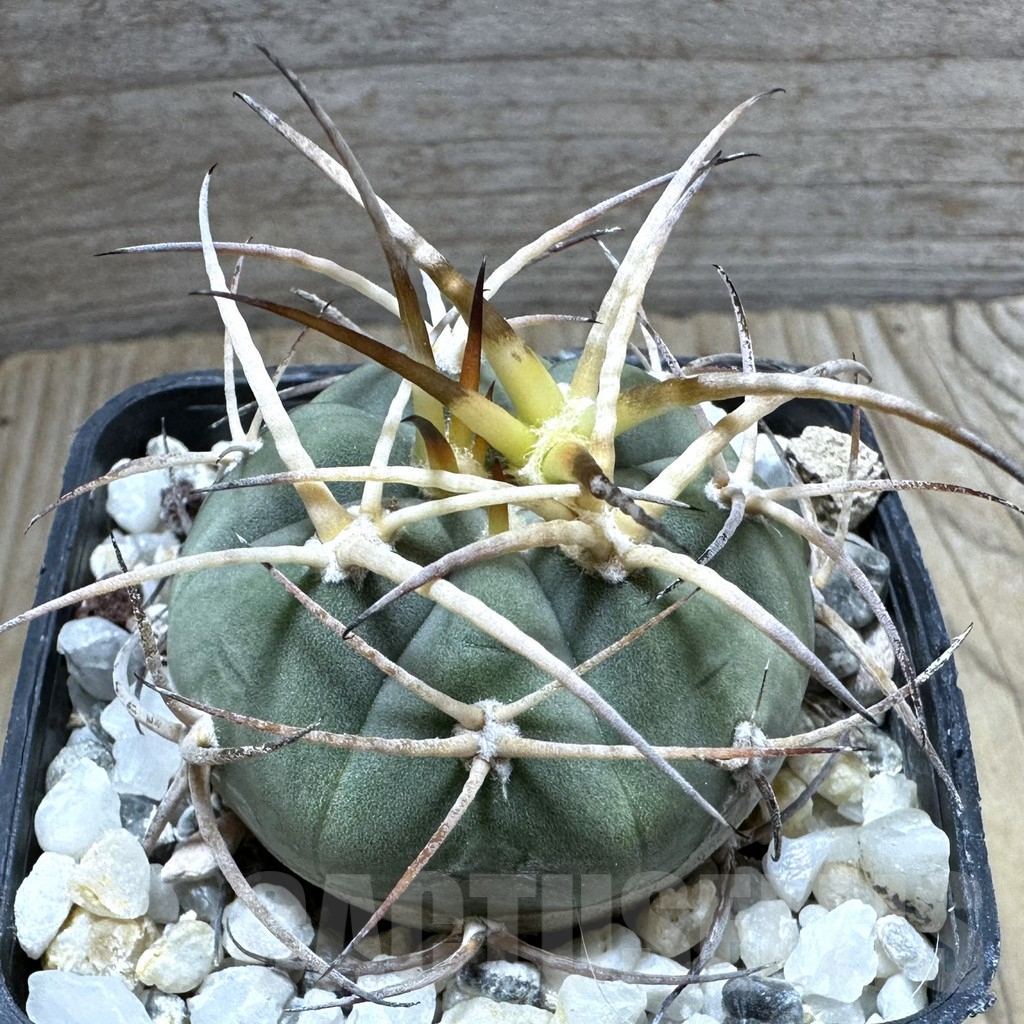 SHPR32380 Gymnocalycium spegazzinii ssp. cardenasianum