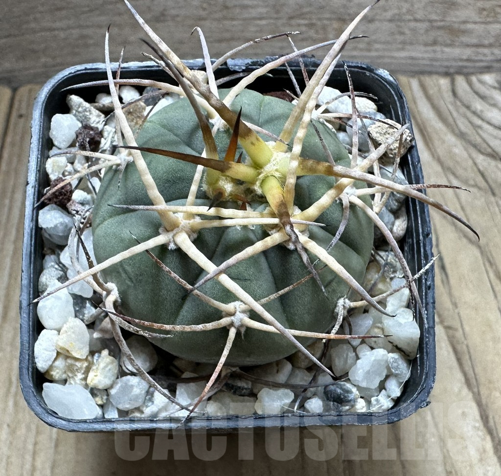 SHPR32380 Gymnocalycium spegazzinii ssp. cardenasianum - Зображення 2